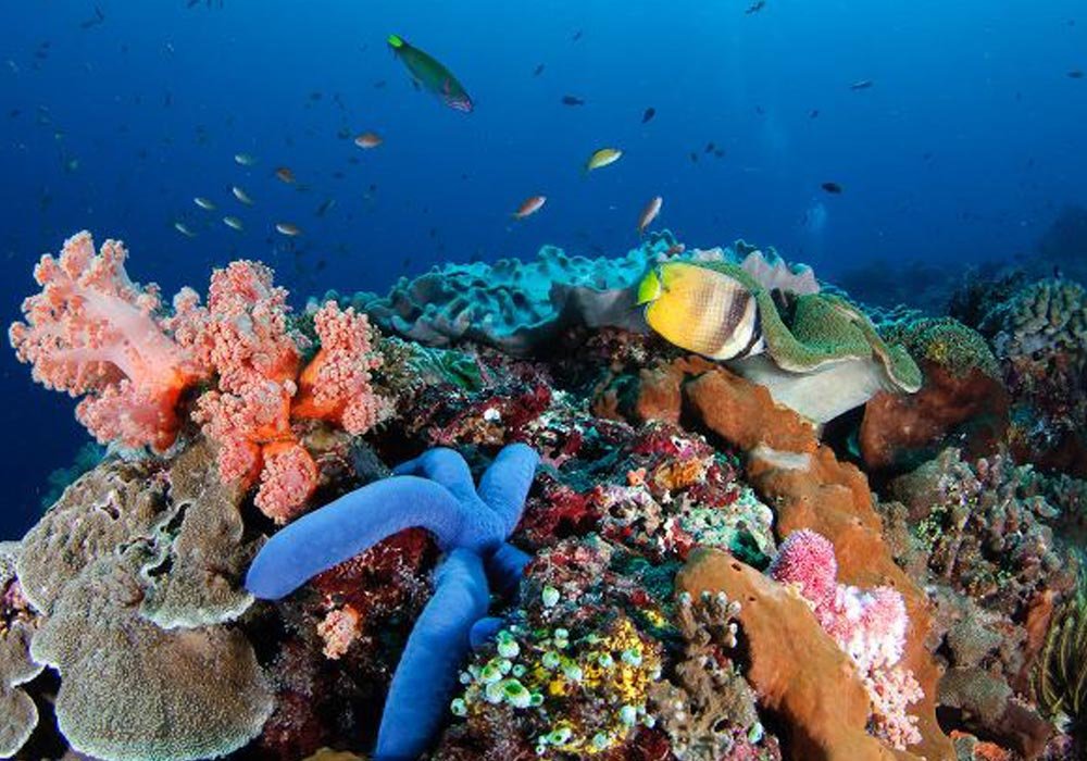 Wall Point, Alam Bawah Laut Tersembunyi di Nusa Penida